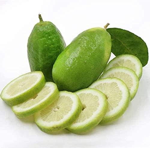 Frutti succi di facile manutenzione adatti a tutta la famiglia e coltivati ​​?? in tutto il mondo 50 pezzi semi di limone