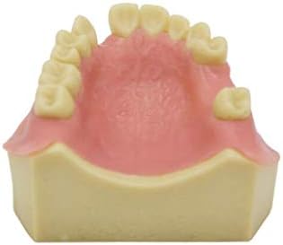 Lemita Model de practică de implanturi orale - Model dentare din dinți dentari Gingii moi de demonstrație Model dinți pentru
